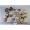 Image 1 : Assortment of Seashells