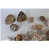 Image 2 : Assortment of Seashells