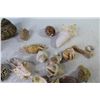 Image 3 : Assortment of Seashells