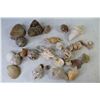 Image 4 : Assortment of Seashells