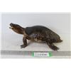 Image 1 : Taxidermied Turtle