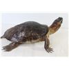 Image 4 : Taxidermied Turtle