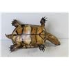 Image 5 : Taxidermied Turtle