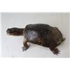 Image 6 : Taxidermied Turtle