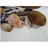 Image 2 : Shells and Misc. Items for Aquarium