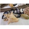 Image 3 : Shells and Misc. Items for Aquarium