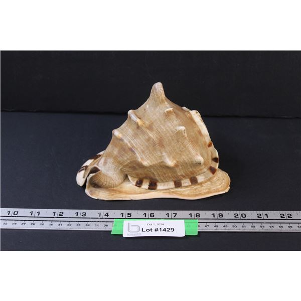 Large Conch Shell
