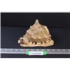 Image 1 : Large Conch Shell