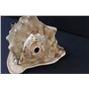 Image 2 : Large Conch Shell