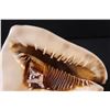 Image 4 : Large Conch Shell