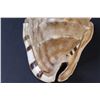 Image 5 : Large Conch Shell