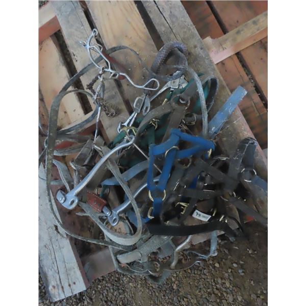 assorted horse tack