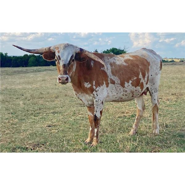 Bar F 223 Knockout Fire