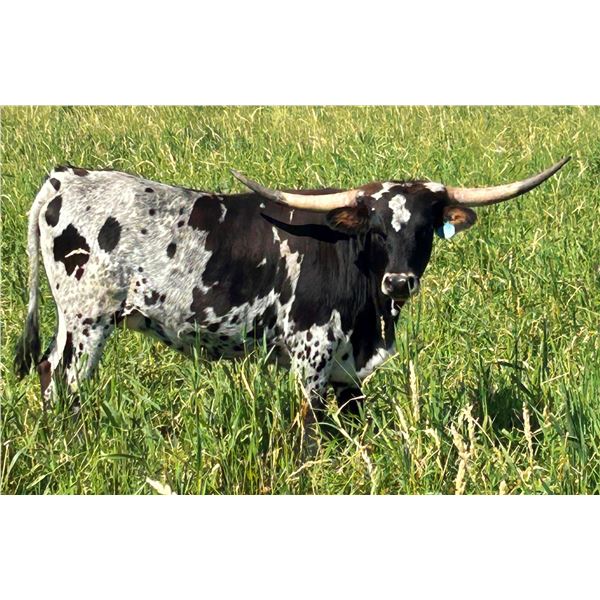 LCL Betty's Lucky Charm