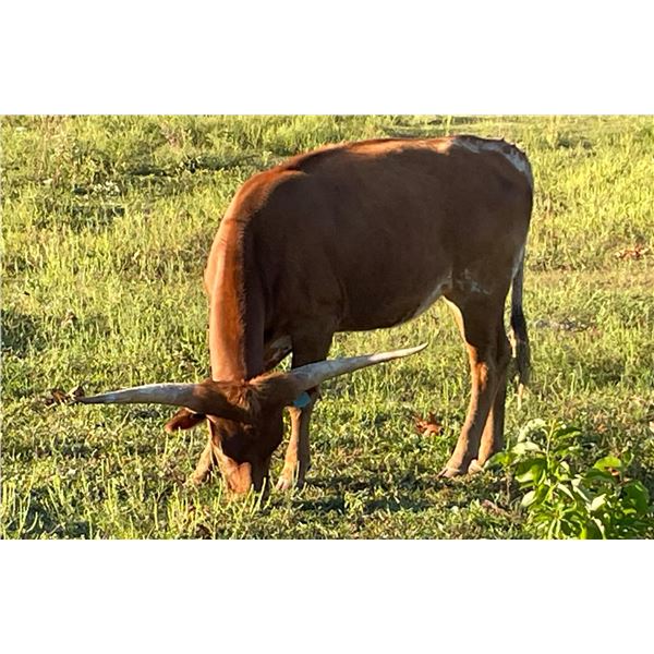 KCC Cal's Mystic Vision