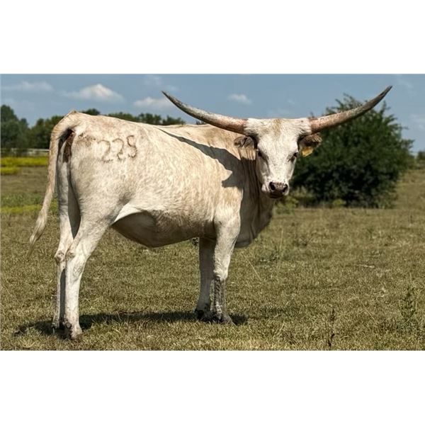 RKJ COCONUT MOONSHINE