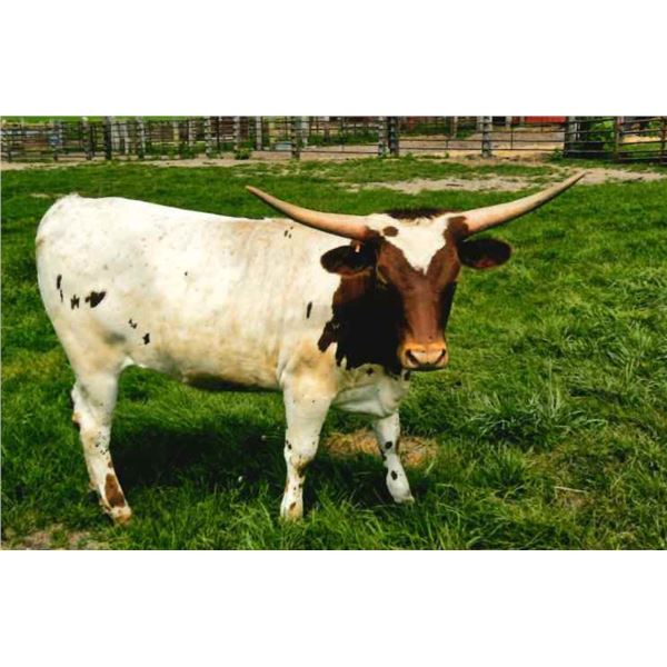 JB's Glimmering Rose