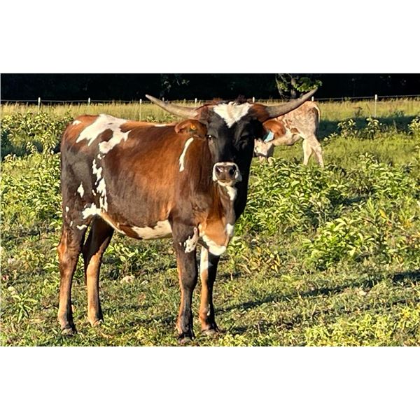 KCC Chocolate Kisses