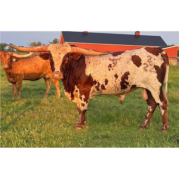 SCRATCH Transformer CCR