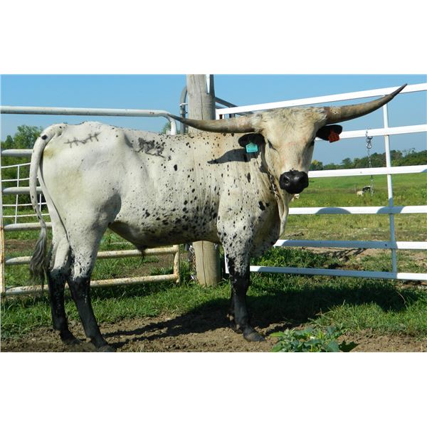 HVH Houdini's Coral Snap