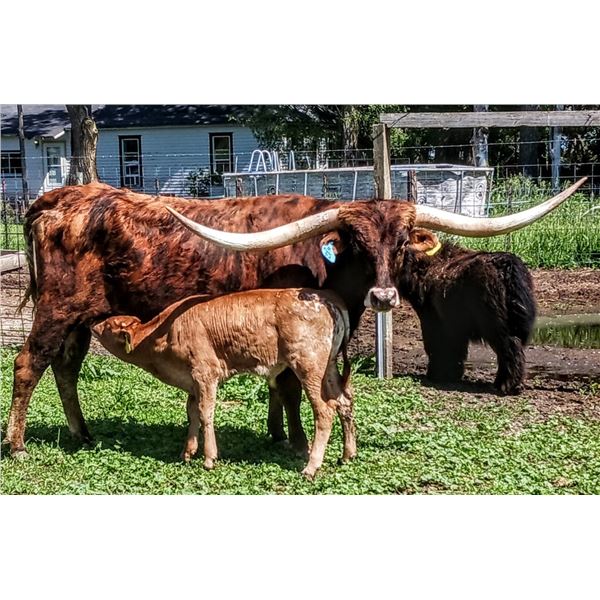 SCRATCH Justa Chex For A Penny