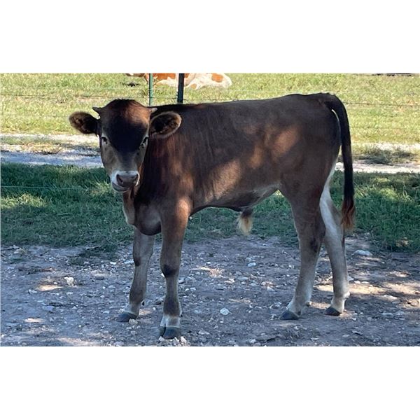 KCC Cal's Rowdy Chex