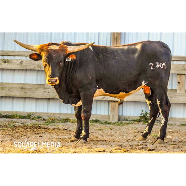 23LF My Cousin Vinny