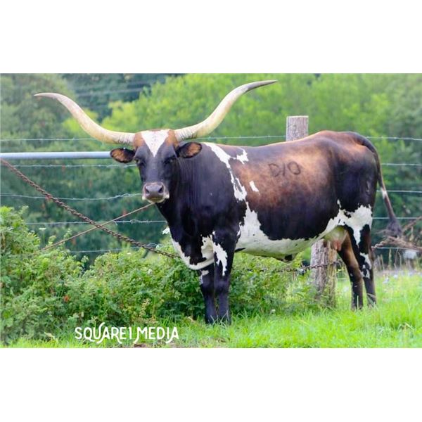 D/O SAN ANTO COWGIRL