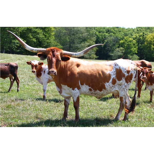 AA COWBOY'S GRAND TIME