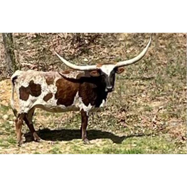 HUNTS Miss Rodeo Tickled