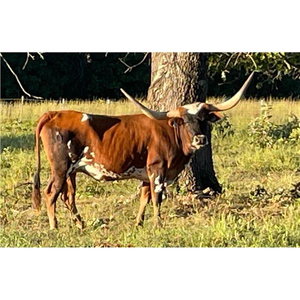 Elkanahs Dark Chocolate