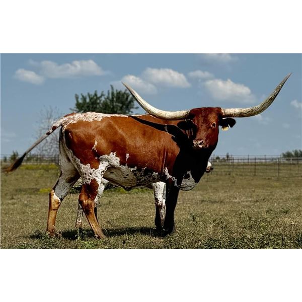 TCC RHINESTONE BOOTS