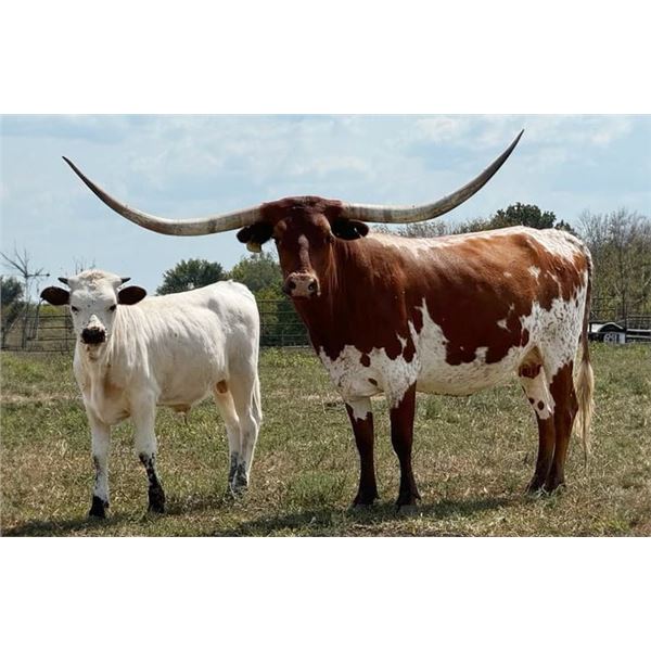 RKJ LEWEZES ESCALADE