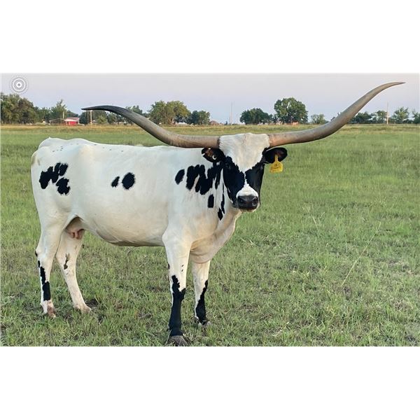 RED Barts Grande Belle