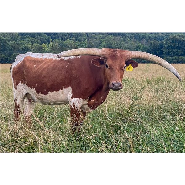 RM Eyes on the Beast 2