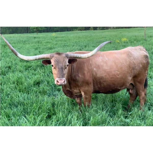 HORSESHOE J FOUNDATION