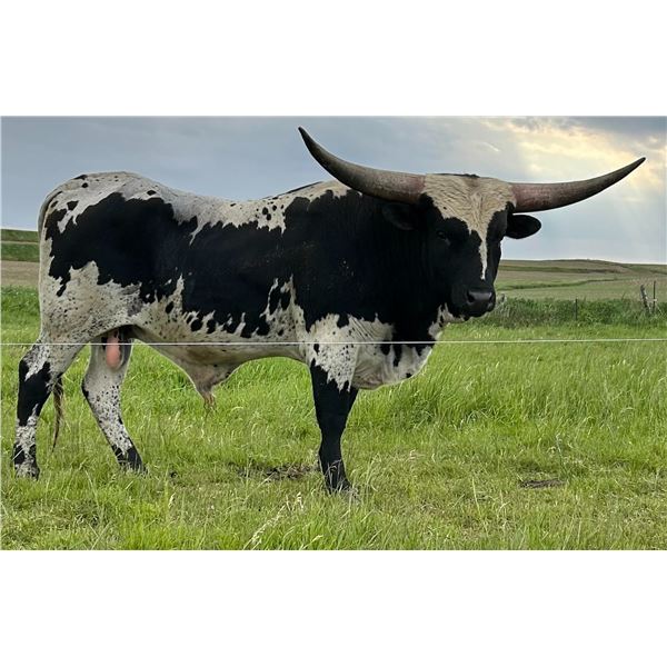 LCL Tin's Black Star