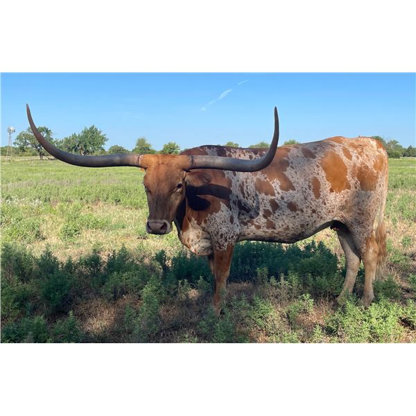 Madame Cain Bar F 194