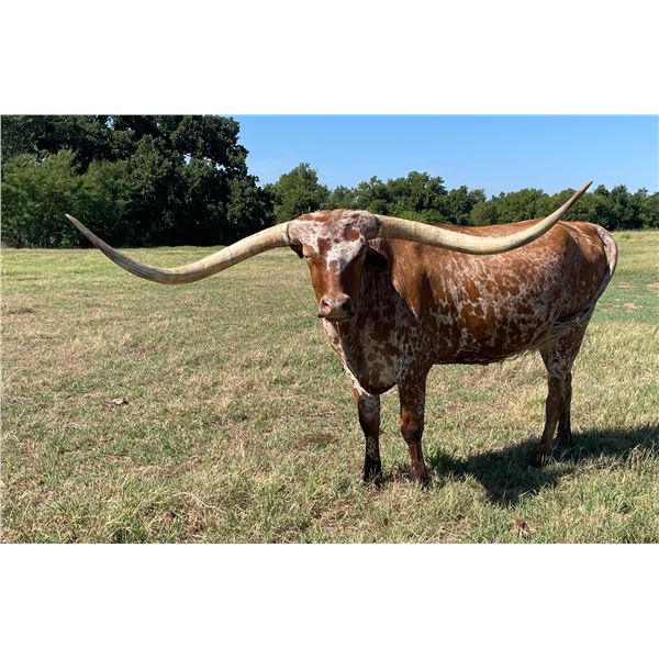 BAR F SAN FERNANDO RED