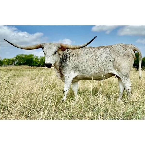 +F Match Made Liza Blue