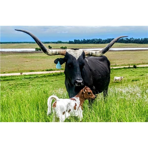 SCRATCH Royal Jubilee 132