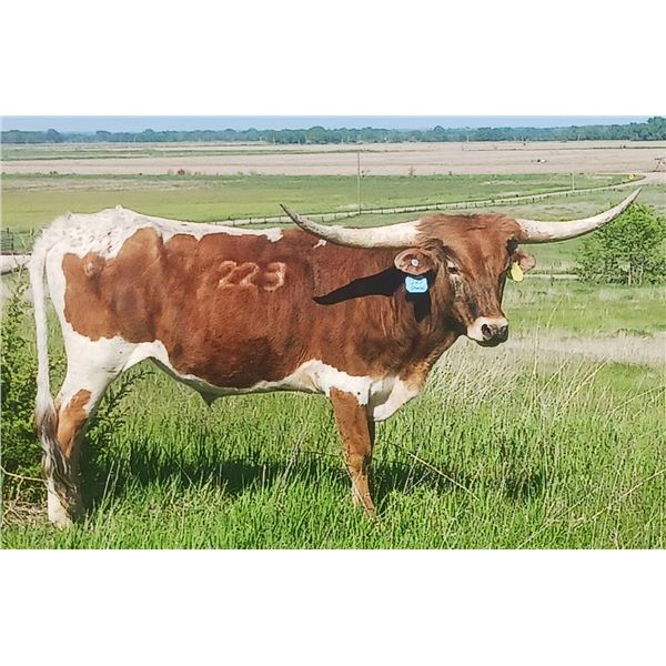 SCRATCH LCR Boot's Sunset Jubilee