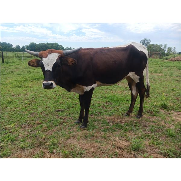 SCRATCH LCR GO GO BOOTS