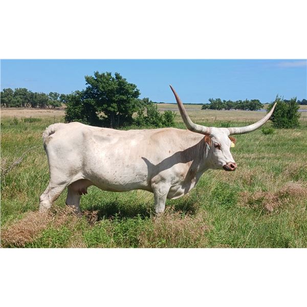 SCRATCH SV NATURAL REFLECTION