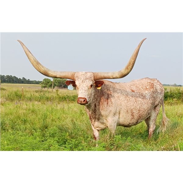 SCRATCH CIRCLE S BIG MOMMA