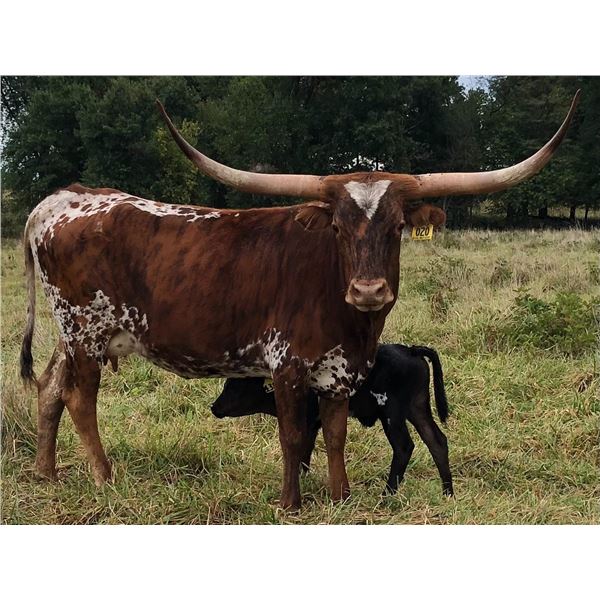 HC COAL MINERS DAUGHTER