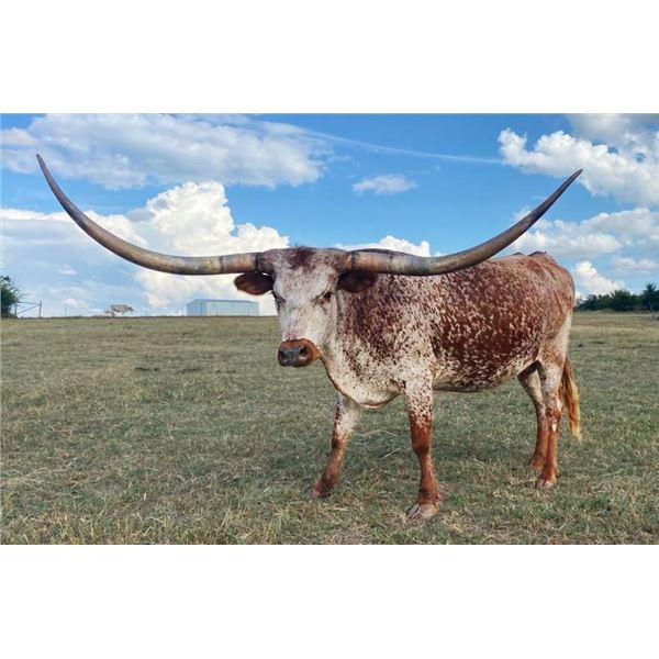 Talisa's Huntress Bar F 196