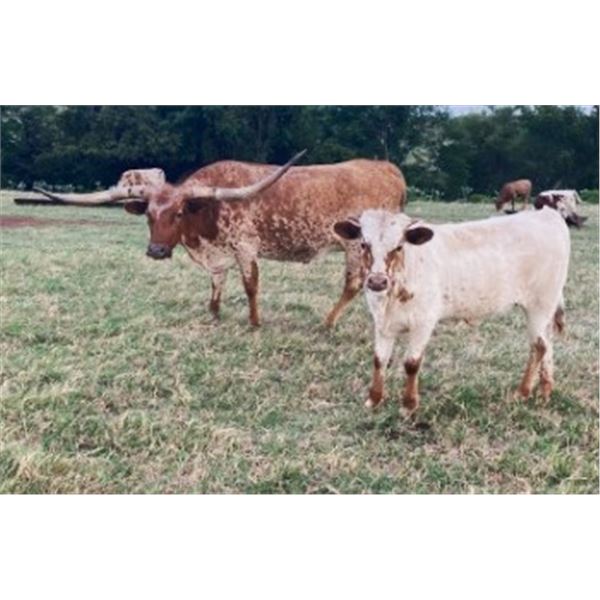 Rio Bubble Gum Bar F 191