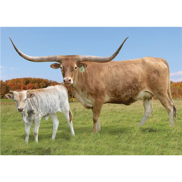 GLR ROYAL MIDNIGHT GAL