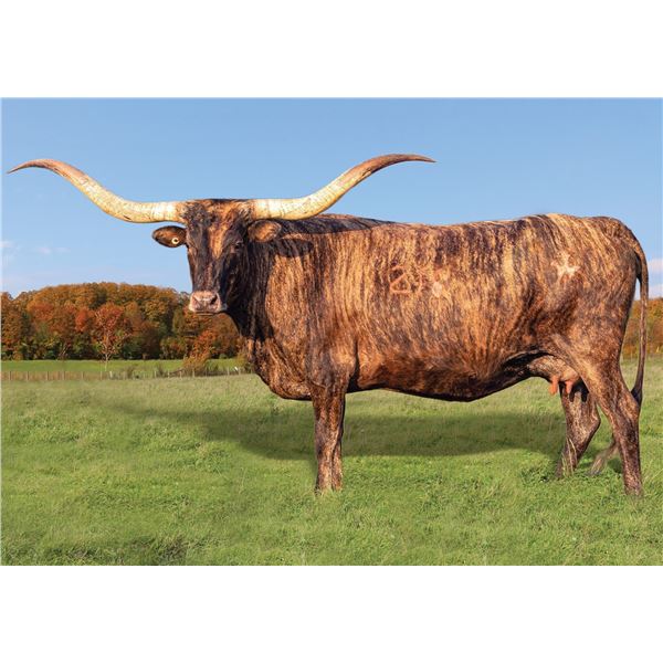 WW Cowgirl Catchit 80